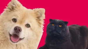 Noutățile din universul dedicat animalelor de companie doar pe 14-15 martie la PetExpo România 2026 – evenimentul anului în materie de pet lifestyle