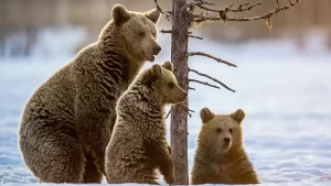 Ziua Ursului la Grădina Zoologică Târgu Mureș