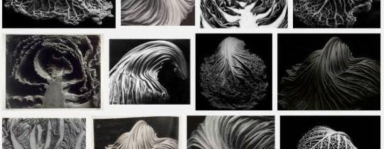 Atelier de creație pentru adulti ‘Structura unei frunze’ @ Muzeul de Artă Recentă