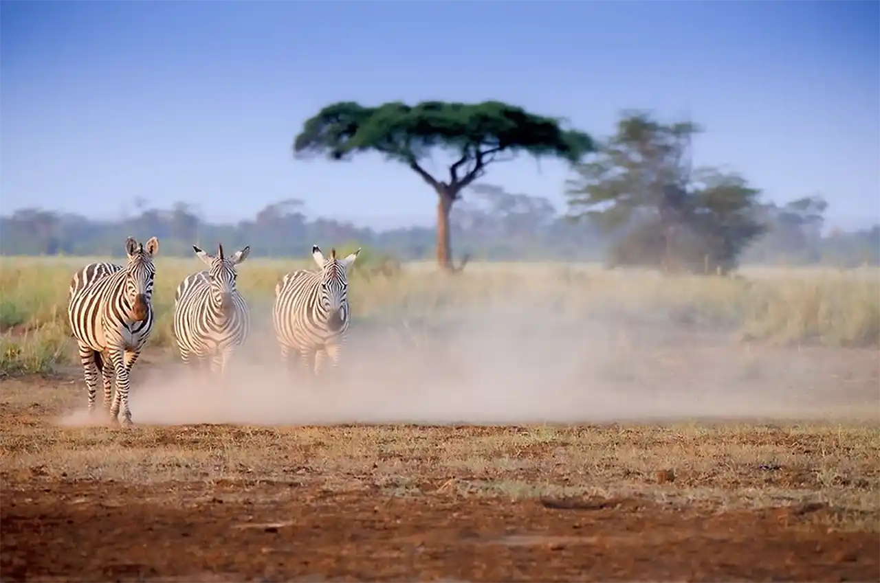 Grup de zebre &icirc;n Amboseli National Park, Kenya (foto Andrei Mihalca)