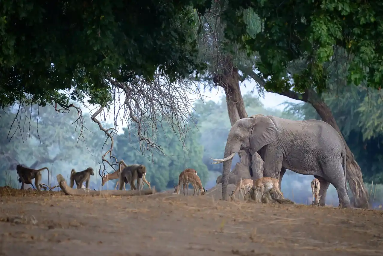 Pădurea riverină pe malului Fluviului Zambezi, Mana Pools National Park, Zimbabwe (foto Andrei Mihalca)