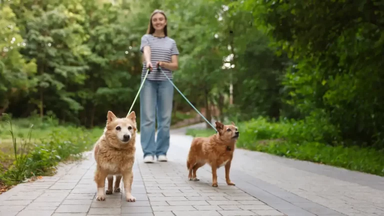 Cum au devenit animalele de companie prioritatea nr. 1 pentru români în 2026