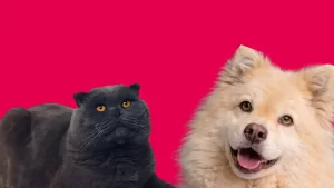 PetExpo 2026 – Două zile în care iubirea pentru animale devine spectacol