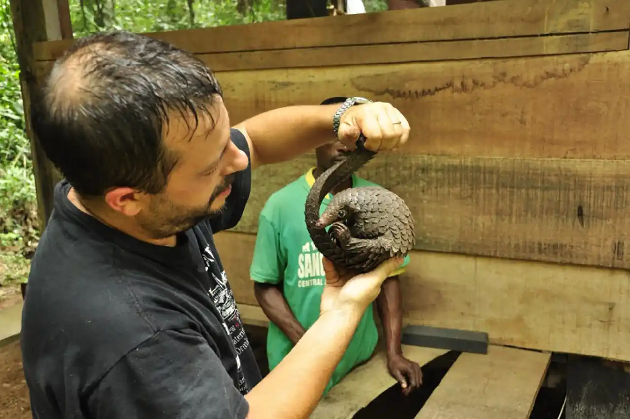 Andrei Mihalca examin&acirc;nd un pangolin salvat din traficul de bushmeat [n.e. expresie generică pentru carnea animalelor sălbatice, dar cel mai adesea se referă la rămășițele animalelor ucise &icirc;n pădurile și savanele Africii], Bayanga, Republica Centrafricană, 2014