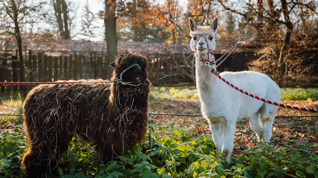 Animale noi la Zoo din T&acirc;rgu Mureș