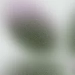 Expoziția „Lumini și umbre – Ferdinand și Maria”, vernisată la Casa Sfatului din Brașov