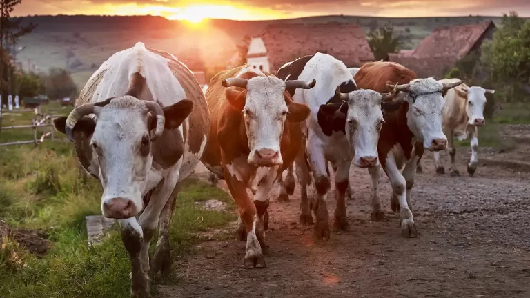 Comunitățile din Colinele Transilvaniei își deschid porțile: „HAI în Coline”, weekendul care lansează sezonul de turism rural