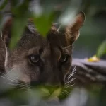 Animale noi la Zoo din Târgu Mureș