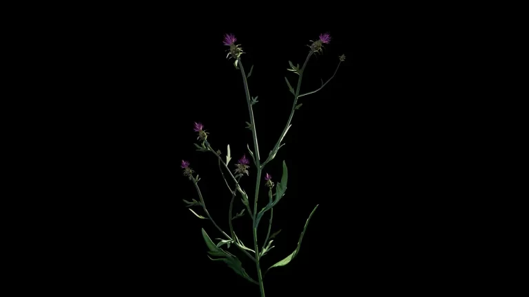 Centaurea pontica Hush Glitches Dans si tehnologie