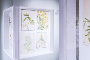 Lumini și umbre – Ferdinand și Maria