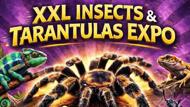 XXL Tarantula & Insecte Expo