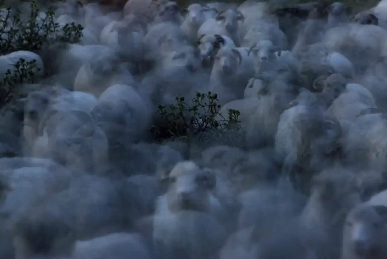 &bdquo;Ultima transhumanță&rdquo;, un documentar despre o tradiție pastorală veche de mii de ani, ajunge &icirc;n cur&acirc;nd &icirc;n cinematografe