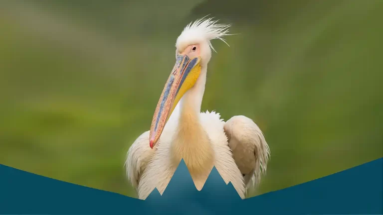 Natura este vedetă de cinema la a patra ediție LYNX Festival:  Brașov 1-7 iunie!