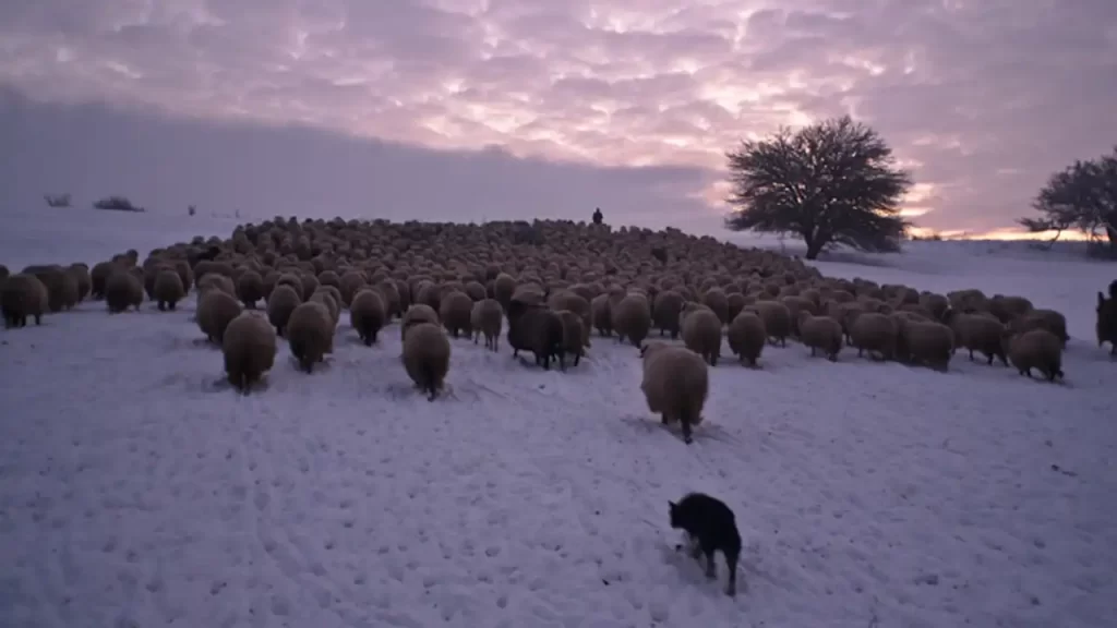 „Ultima transhumanță”, un documentar despre o tradiție pastorală veche de mii de ani, ajunge în curând în cinematografe