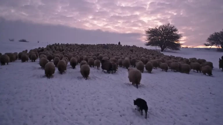 „Ultima transhumanță”, un documentar despre o tradiție pastorală veche de mii de ani, ajunge în curând în cinematografe