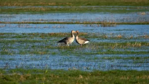 Explorarea Dobrogei sălbatice: 5 idei practice pentru o vacanță activă 