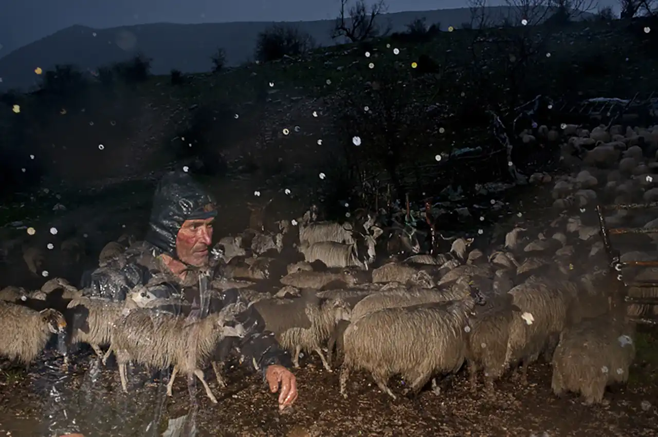 &bdquo;Ultima transhumanță&rdquo;, un documentar despre o tradiție pastorală veche de mii de ani, ajunge &icirc;n cur&acirc;nd &icirc;n cinematografe