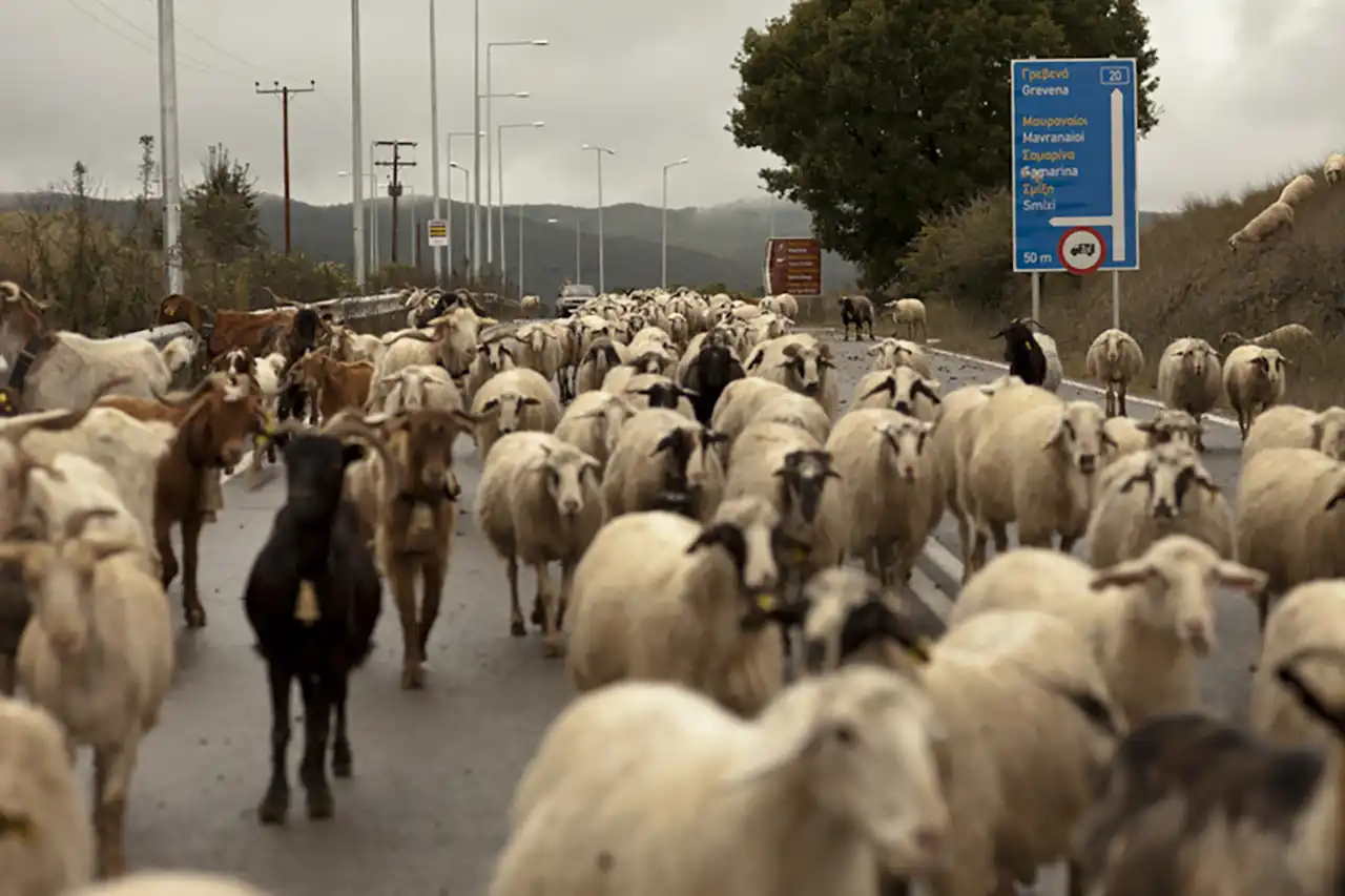 &bdquo;Ultima transhumanță&rdquo;, un documentar despre o tradiție pastorală veche de mii de ani, ajunge &icirc;n cur&acirc;nd &icirc;n cinematografe