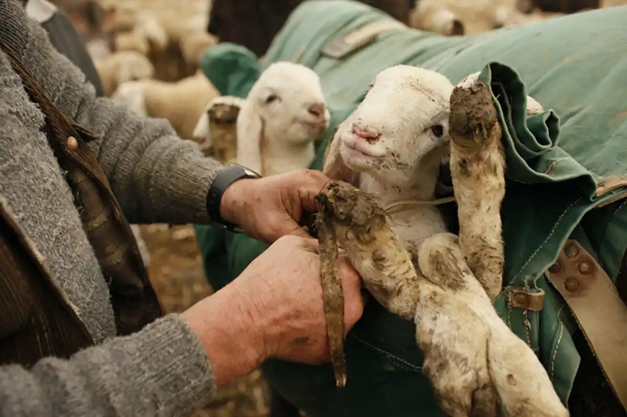 &bdquo;Ultima transhumanță&rdquo;, un documentar despre o tradiție pastorală veche de mii de ani, ajunge &icirc;n cur&acirc;nd &icirc;n cinematografe