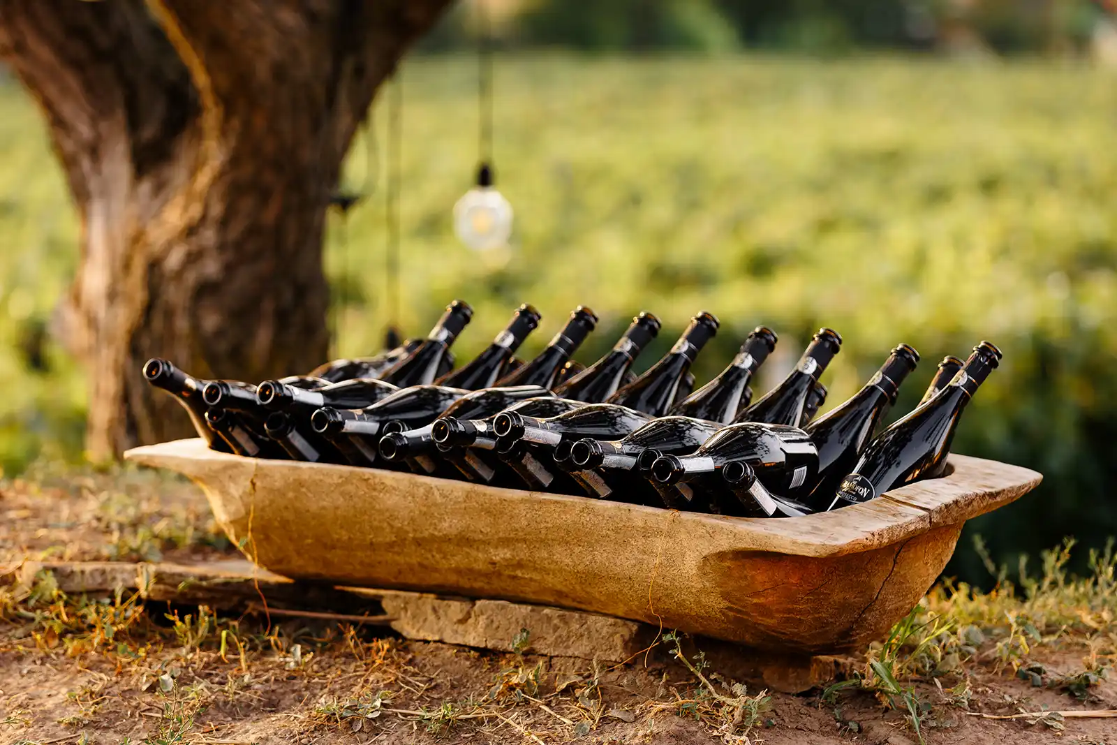 Locuri de vizitat | Gramofon Wine – vin, artă și muzică în inima podgoriei Dealu Mare
