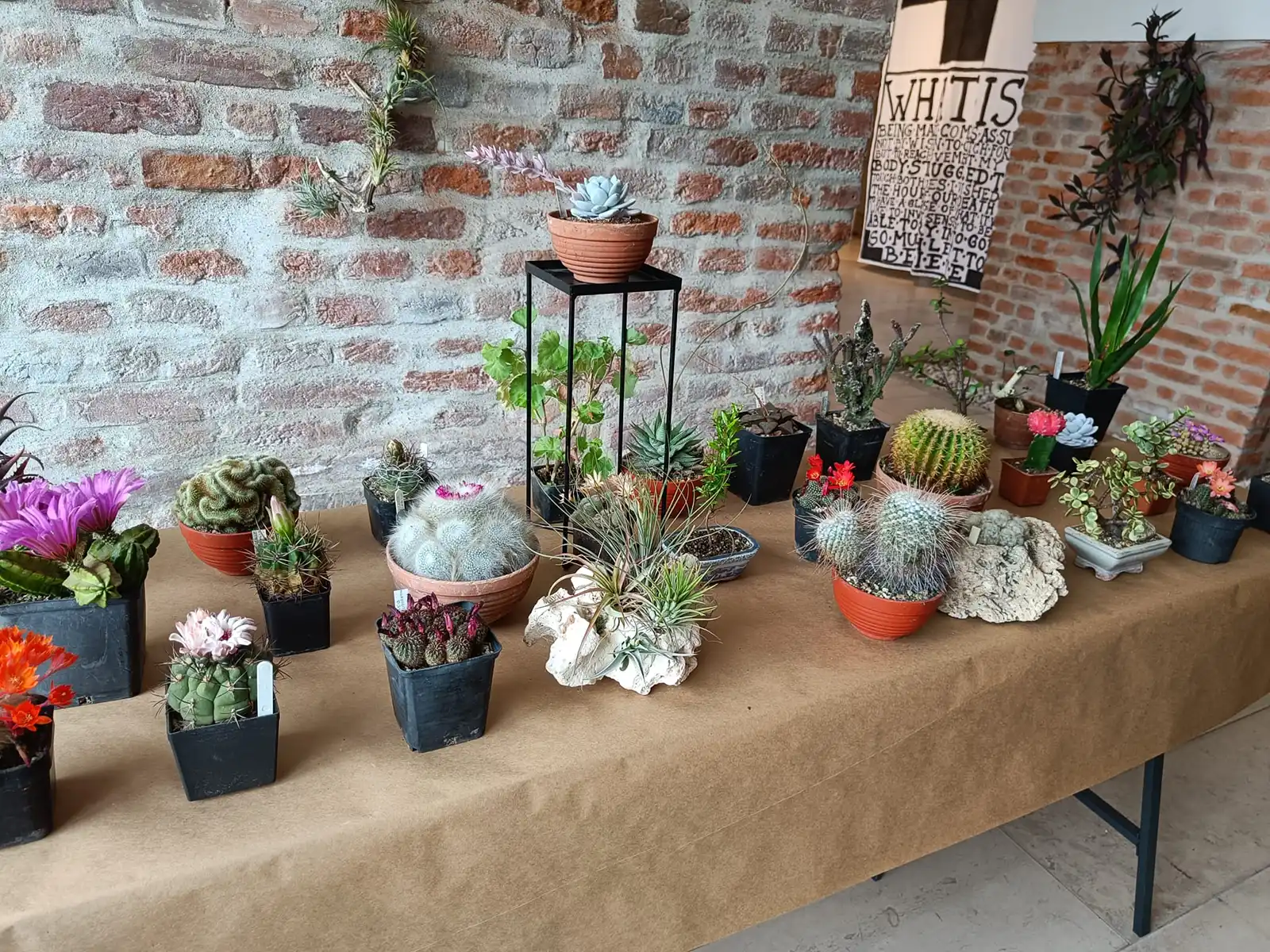 Cactuși și alte plante suculente: expoziție, t&acirc;rg și ateliere la Indecis artist run
