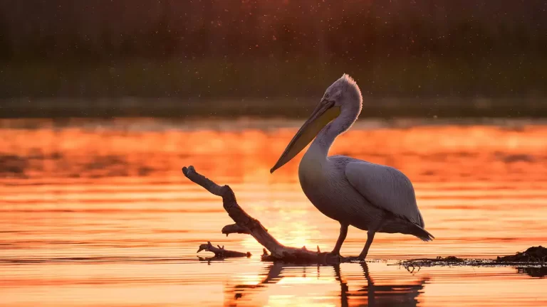 10 filme documentare despre natură, prezentate în premieră la LYNX festival!