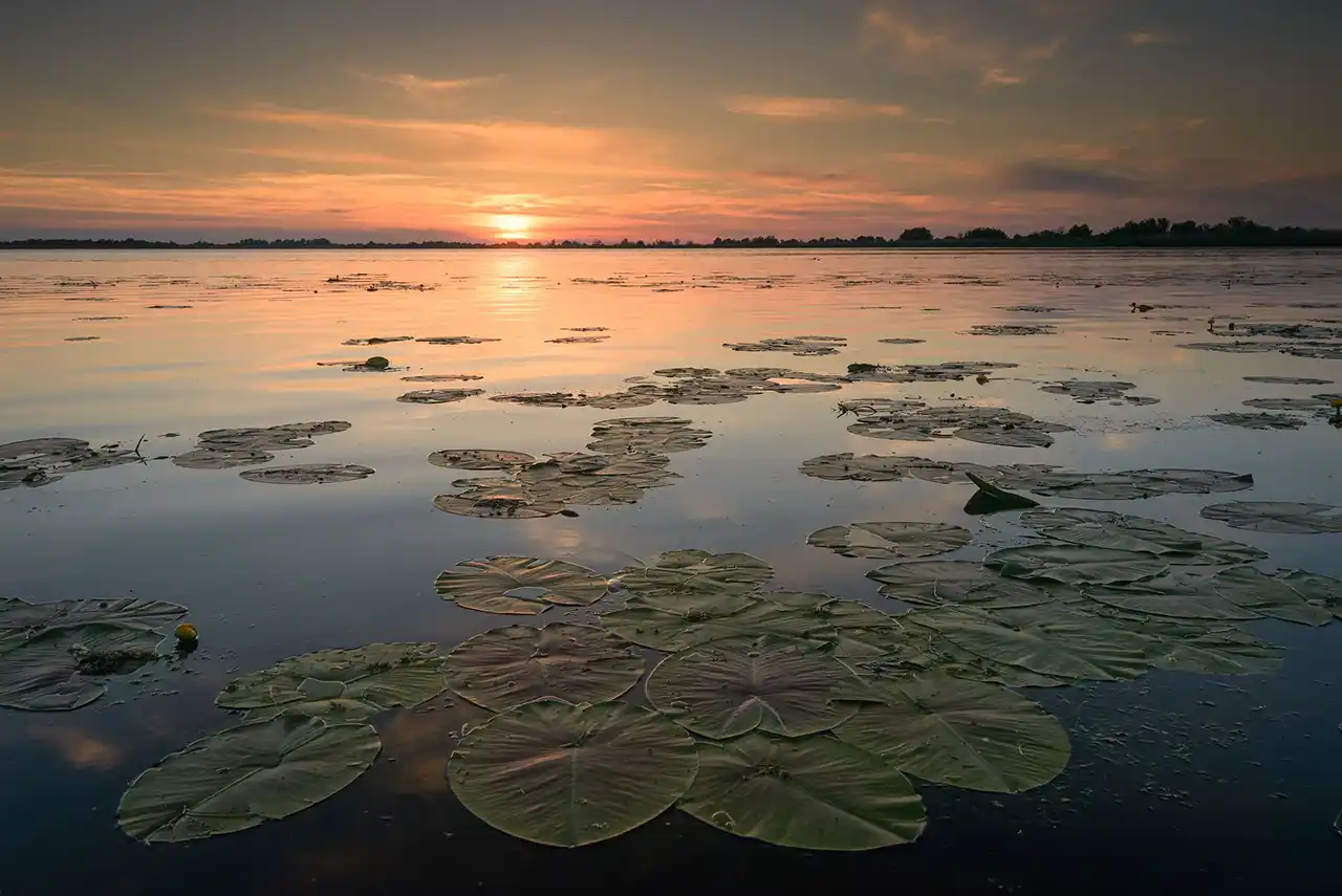 Imagine din documentarul &bdquo;Delta Sălbatică&rdquo;
