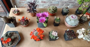 Cactuși și alte plante suculente: expoziție, târg și ateliere la Indecis artist run