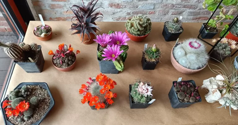 Cactuși și alte plante suculente: expoziție, târg și ateliere la Indecis artist run
