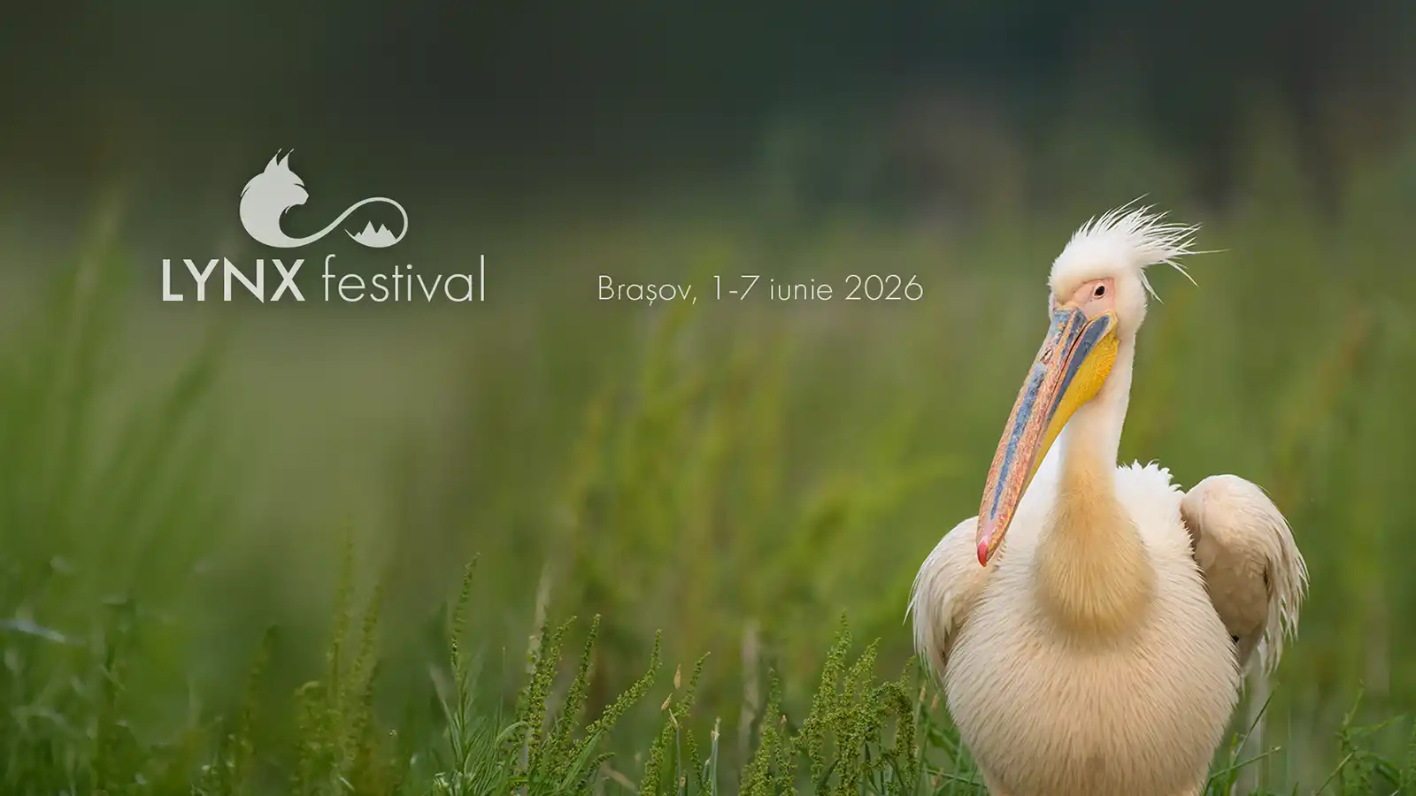 Evenimente Brasov - poza cu o pasăre - afosul Lynx Festival