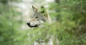 „Wolf”, documentarul multipremiat despre revenirea lupului în Europa, ajunge la Făgăraș Fest 2026