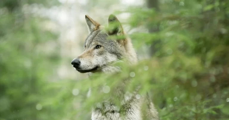 „Wolf”, documentarul multipremiat despre revenirea lupului în Europa, ajunge la Făgăraș Fest 2026