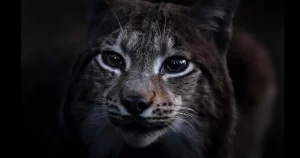 Documentarul „Cântecul pădurii”, regizat de Vincent Munier, câștigătorul LYNX festival, Brașov
