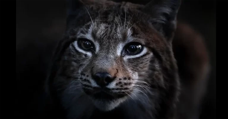 Documentarul „Cântecul pădurii”, regizat de Vincent Munier, câștigătorul LYNX festival, Brașov