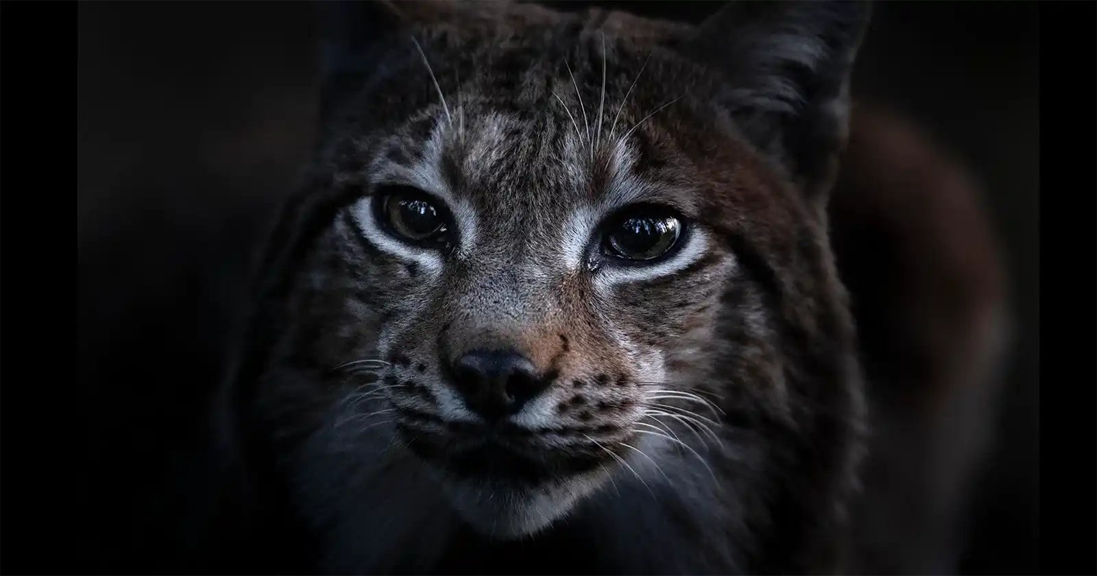 C&acirc;ntecul pădurii regizat de Vincent Munier, c&acirc;știgătorul LYNX festival, Brașov