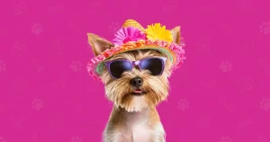 Programul pe ore de la festivalul posesorilor și iubitorilor de câini, Hello Doggie Festival, ce va avea loc pe 6-7 iunie