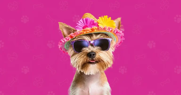 Programul pe ore de la festivalul posesorilor și iubitorilor de câini, Hello Doggie Festival, ce va avea loc pe 6-7 iunie