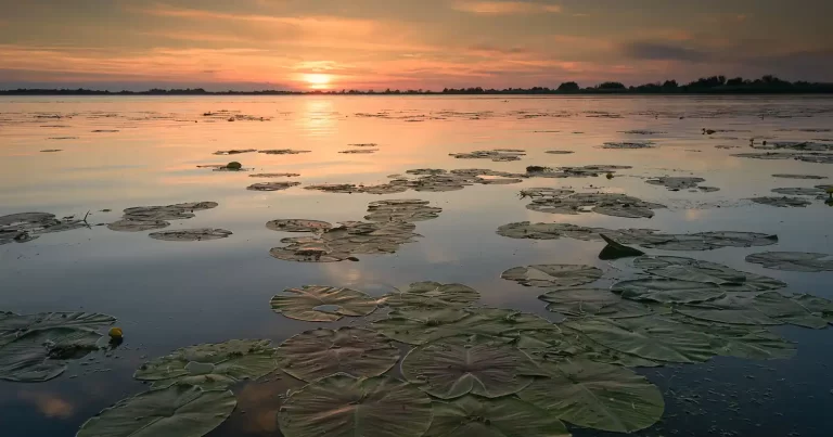 „Delta Sălbatică”, cel mai amplu documentar dedicat Deltei Dunării, proiectat în avanpremieră la festivaluri de film din România și în localități din Delta Dunării