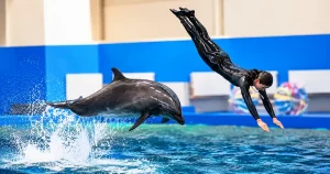 Monica Bogdan, antrenor de mamifere marine la Delfinariul din Constanța