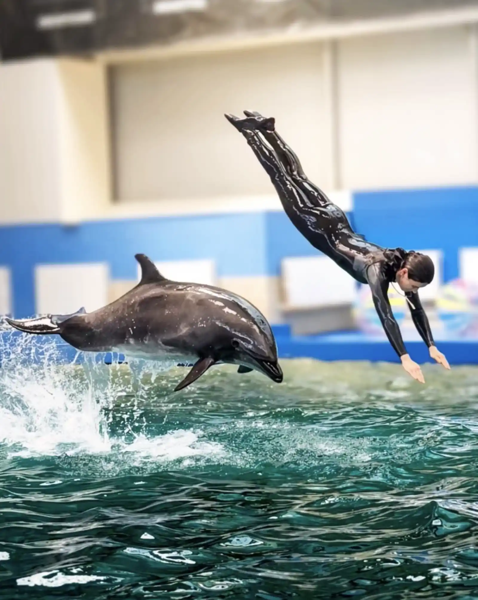 Monica Bogdan, antrenor de mamifere marine la Delfinariul din Constanța