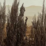 TESCANI 50. Expoziție retrospectivă