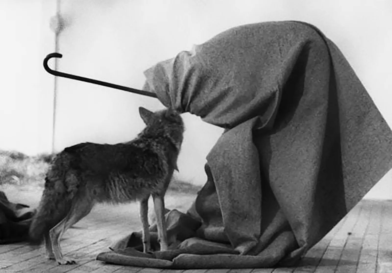Joseph Beuys în performance-ul I Like America and America Likes Me din 1974