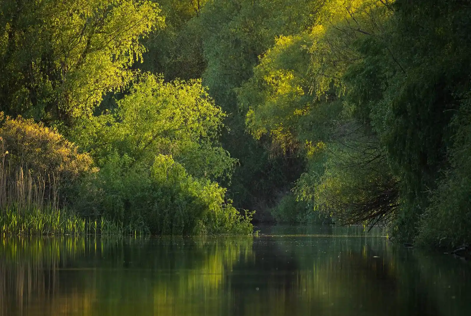 Echipa documentarului &bdquo;Delta Sălbatică&rdquo; susține proiectele de reconstrucție ecologică și renaturare derulate de organizațiile de mediu