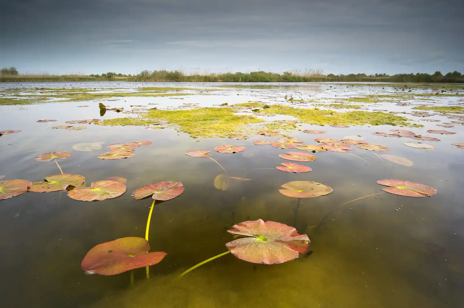 Echipa documentarului &bdquo;Delta Sălbatică&rdquo; susține proiectele de reconstrucție ecologică și renaturare derulate de organizațiile de mediu