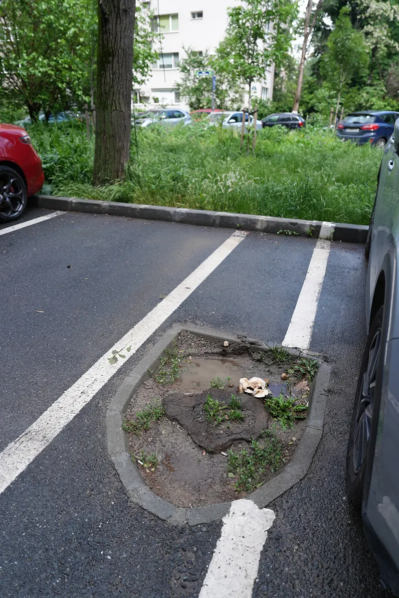 Butuc de copac rămas într-o parcare din București