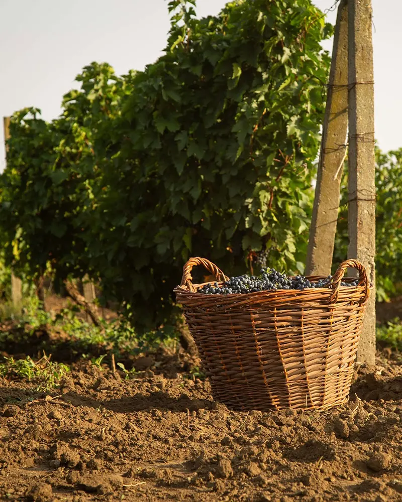 Dobrogea Culesul viei toamna Murfatlar