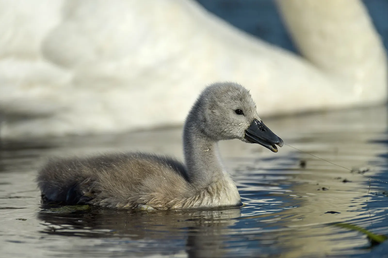 Pui de lebădă fotografiat în Delta Dunării pentru Delta Sălbatică