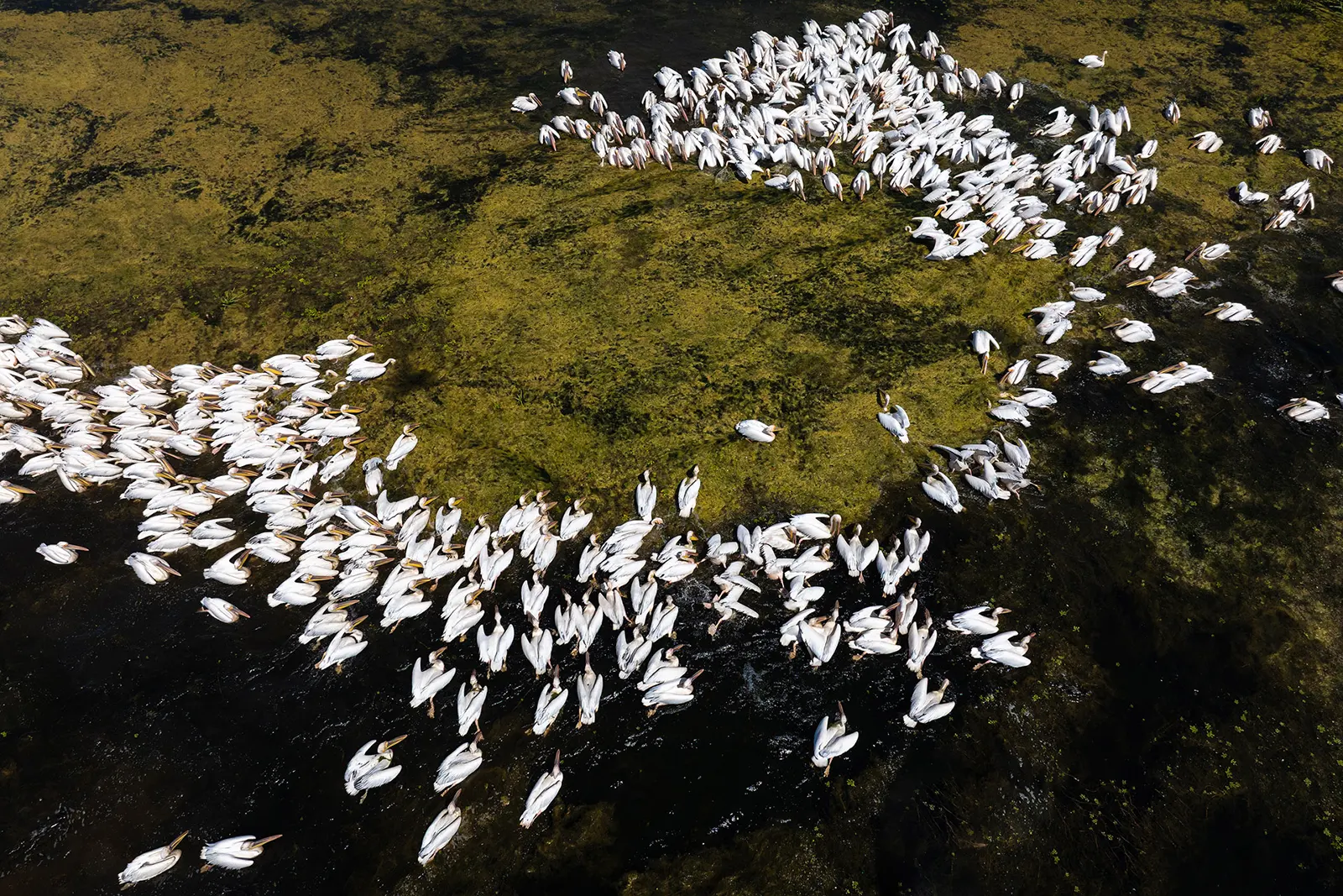 Colonie de pelicani comuni în Delta Dunării fotografiată de Dan Dinu