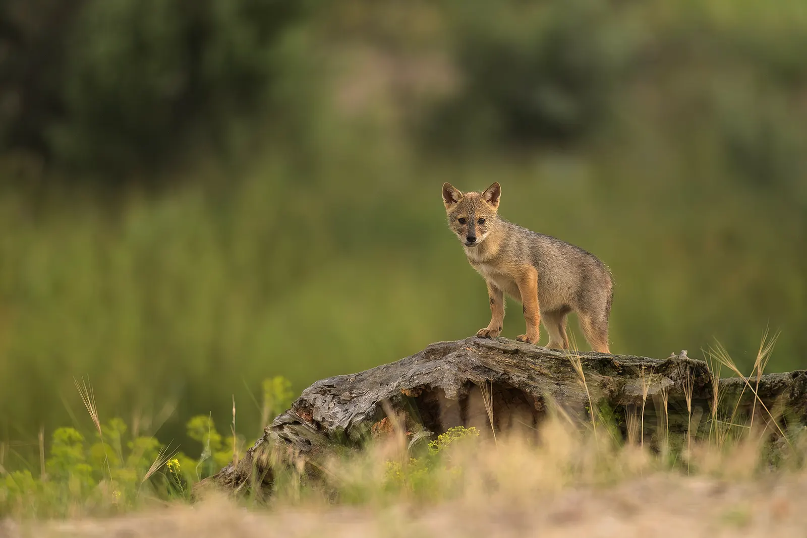 Șacal surprins în habitatul natural din Delta Dunării