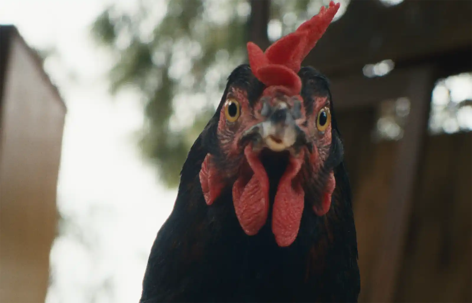 Găina, filmul multipremiat al lui György Pálfi, intră în cinematografele din România din 9 octombrie